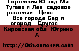 Гортензия Ю энд Ми Тугеве и Лав, садовое растение › Цена ­ 550 - Все города Сад и огород » Другое   . Кировская обл.,Югрино д.